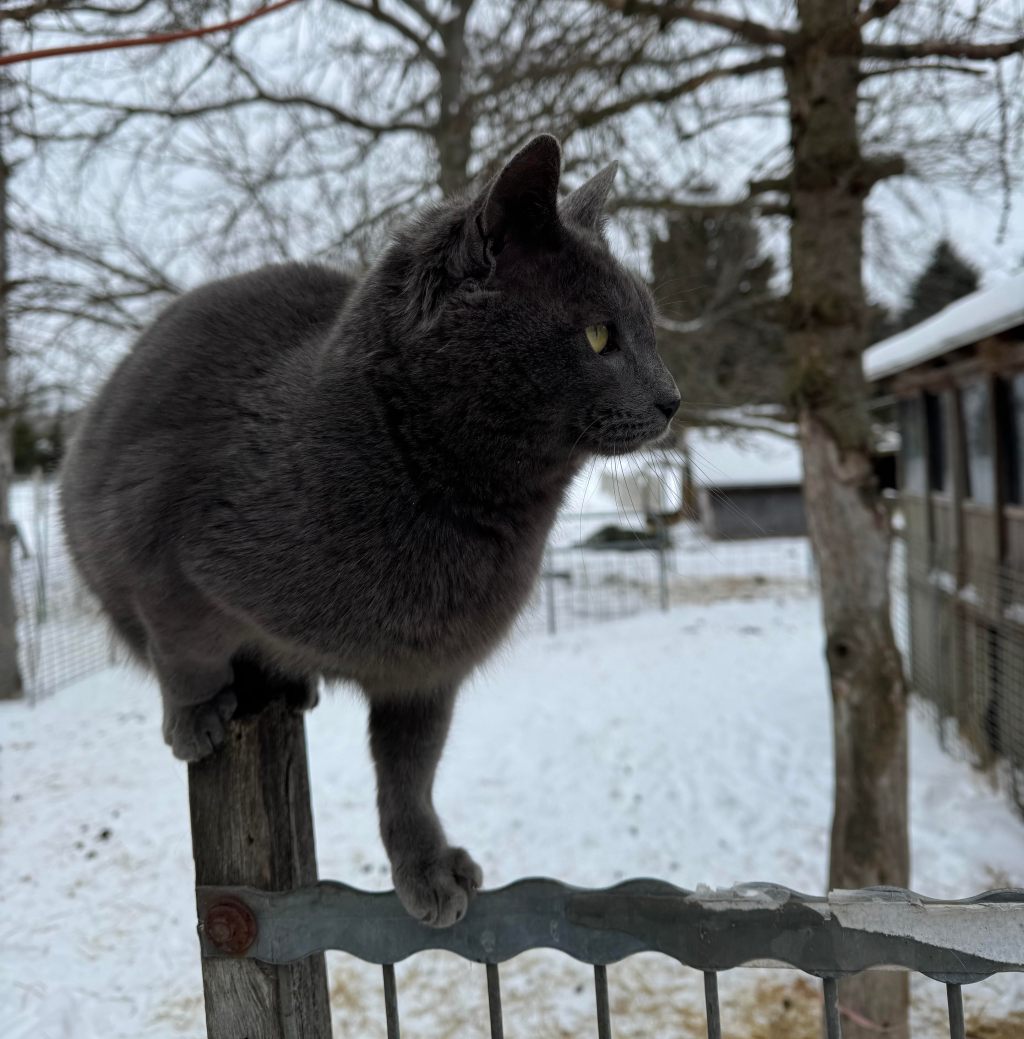 Magic in Every Day Life: Two Horses and a&nbsp;Cat